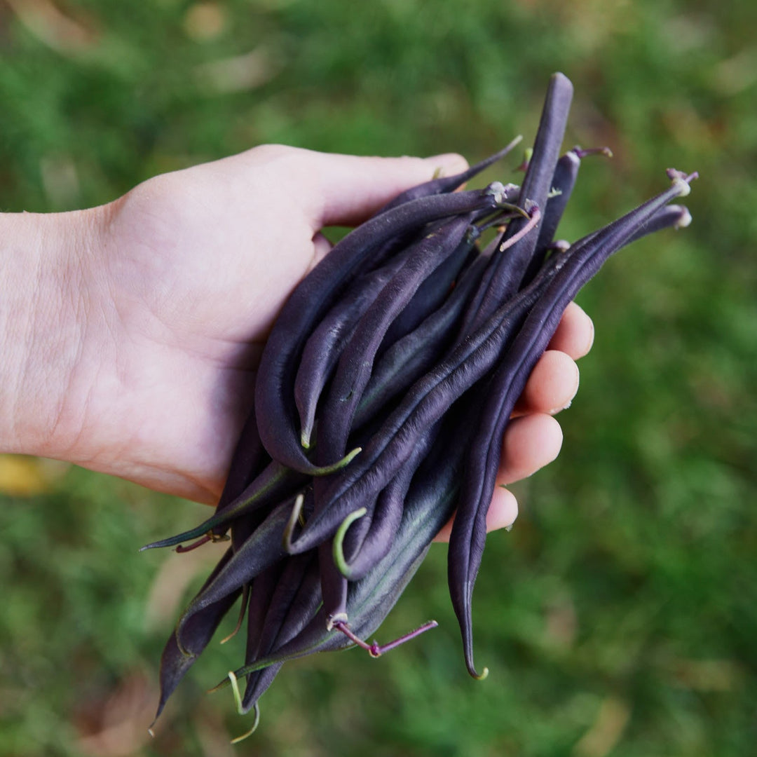 Bean Royal Burgundy