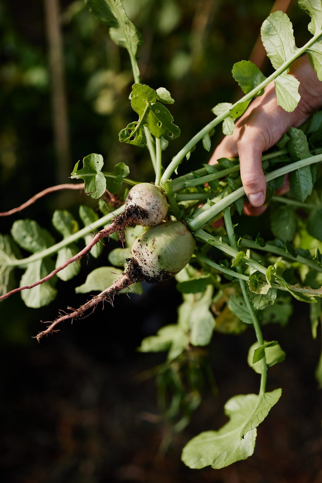 Radish Watermelon Vegetable | X 80 Seeds