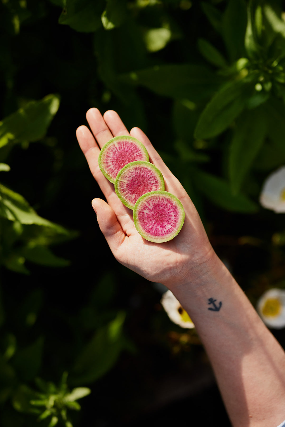 Radish Watermelon Vegetable | X 80 Seeds