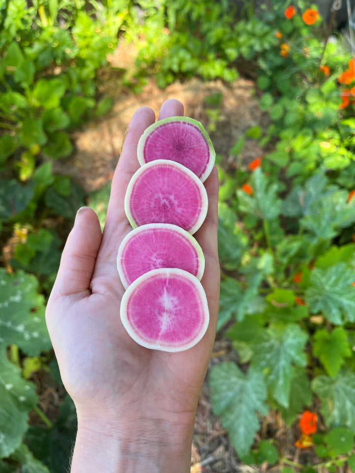 Radish Watermelon Vegetable | X 80 Seeds