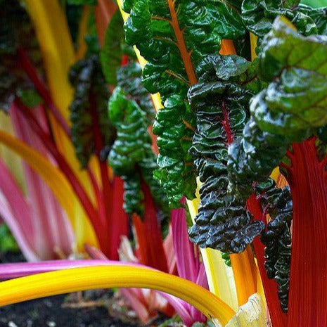 Silverbeet Rainbow Vegetable | X 50 seeds