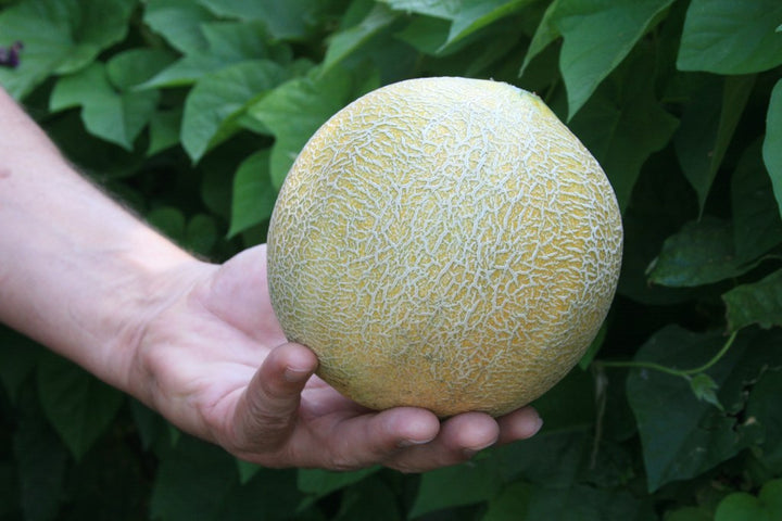 Rockmelon Hales Jumbo Fruit Vegetable | X 20 Seeds
