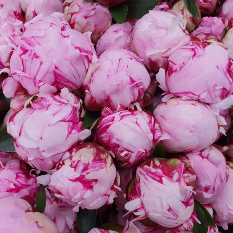 Peony Sarah Bernhardt Root Stock (NOT TO WA)