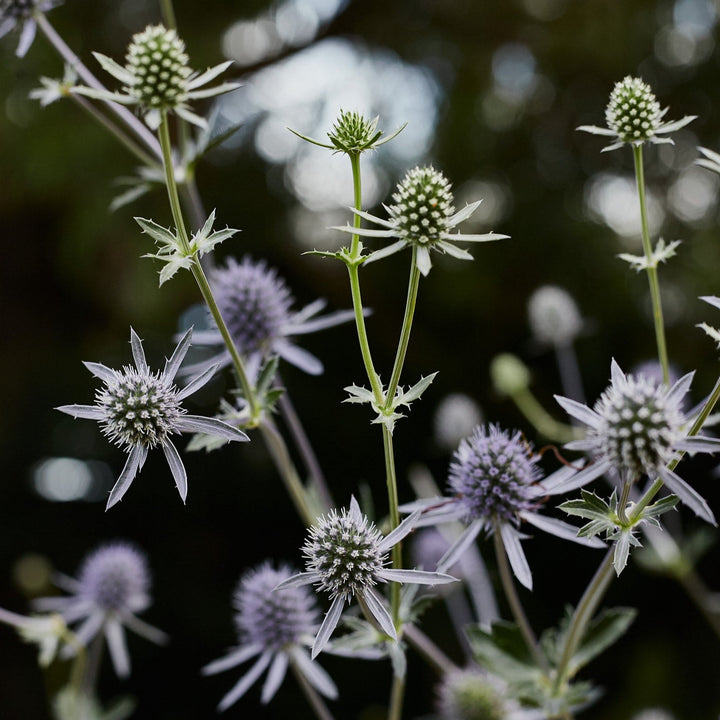 Sea Holly Deep Blue Flower