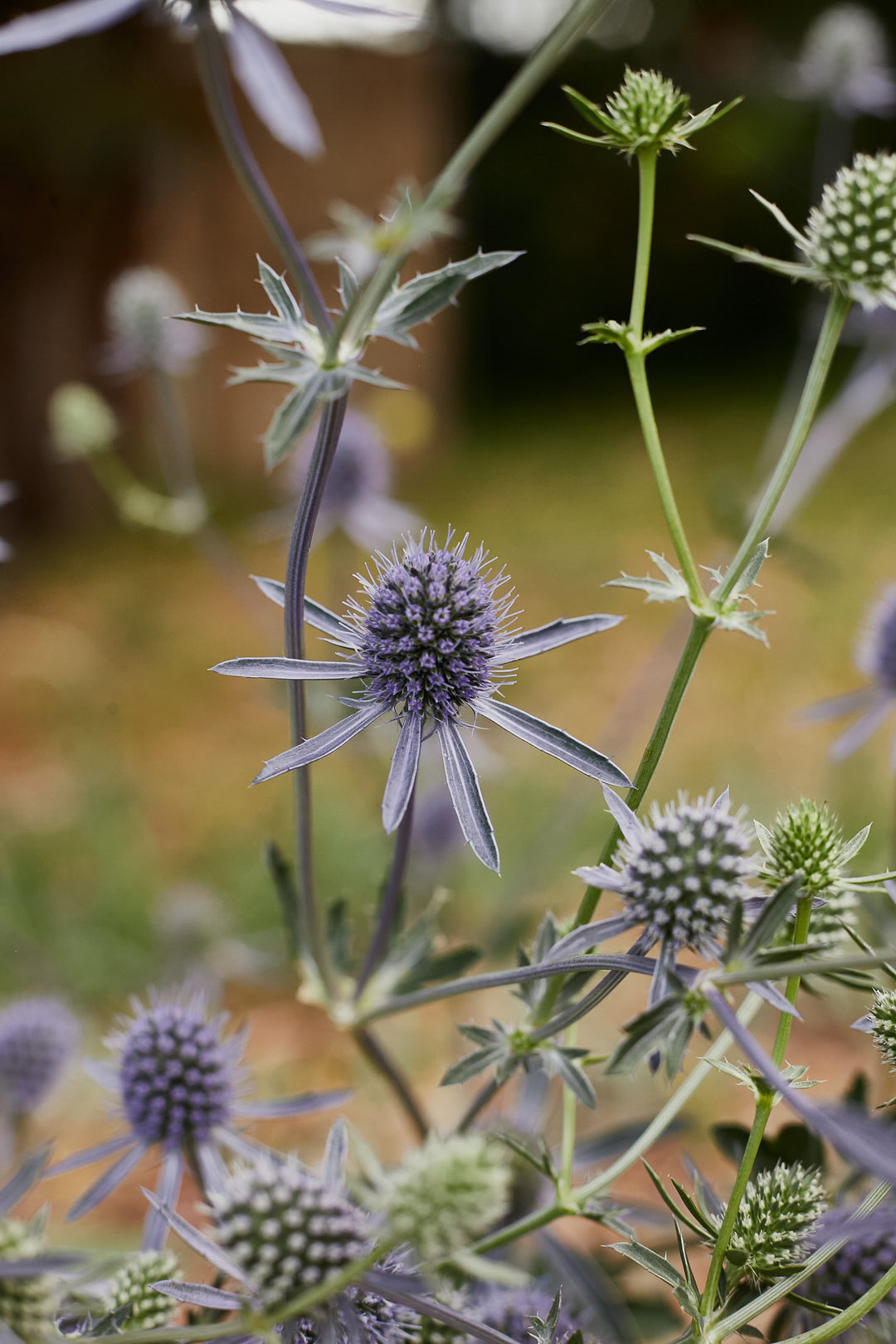 Sea Holly Deep Blue Flower