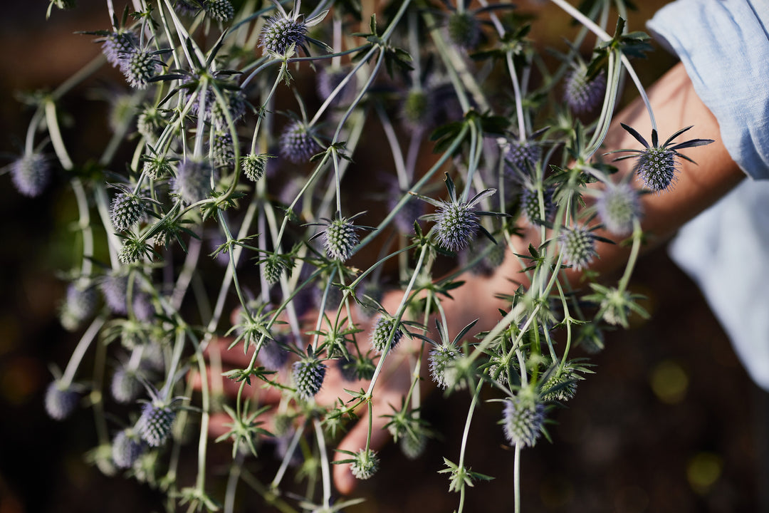 Sea Holly Deep Blue Flower
