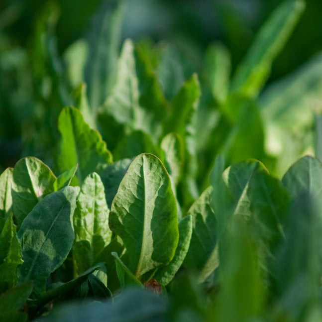 Sorrel Herb Seed
