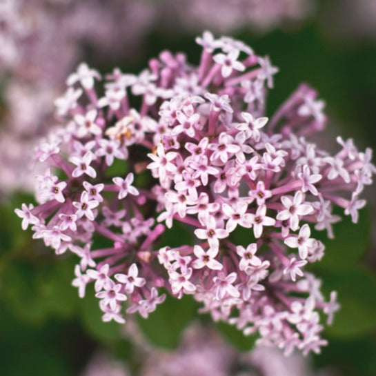 Valerian Herb
