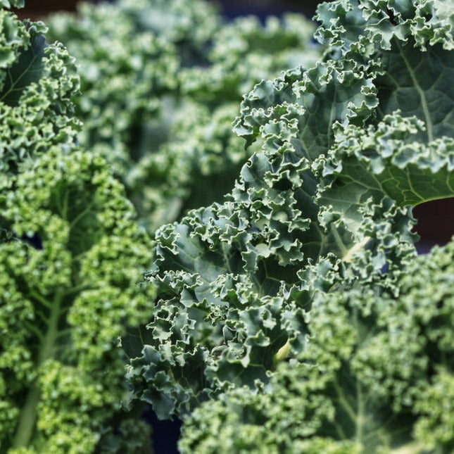 Kale Dwarf Blue Curled Vegetable | X 100 seeds