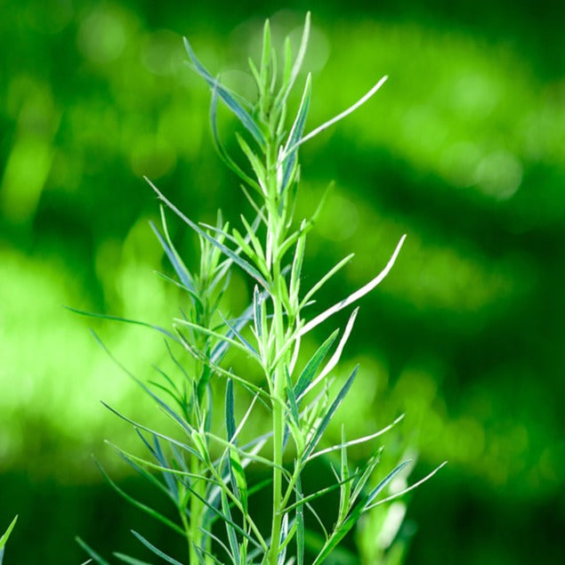 Tarragon Russian Herb | X 500 Seeds