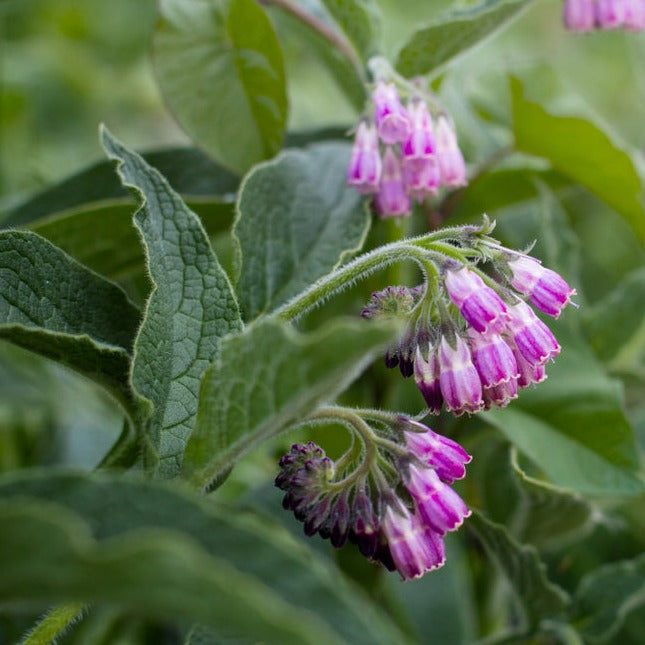 Comfrey Herb