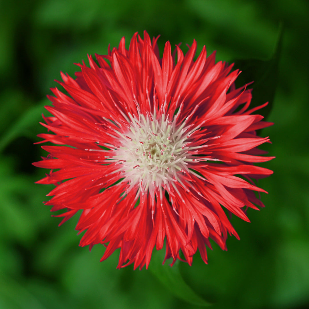 Cornflower Centaurea Red Ball