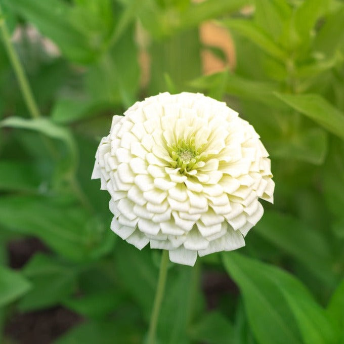 Zinnia Elegans Polar Bear White Flower Seed