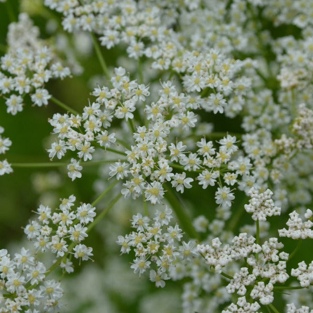 Caraway Herb