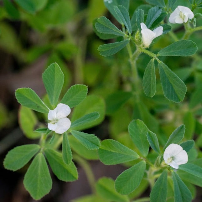 Fenugreek Herb | X 80 Seeds