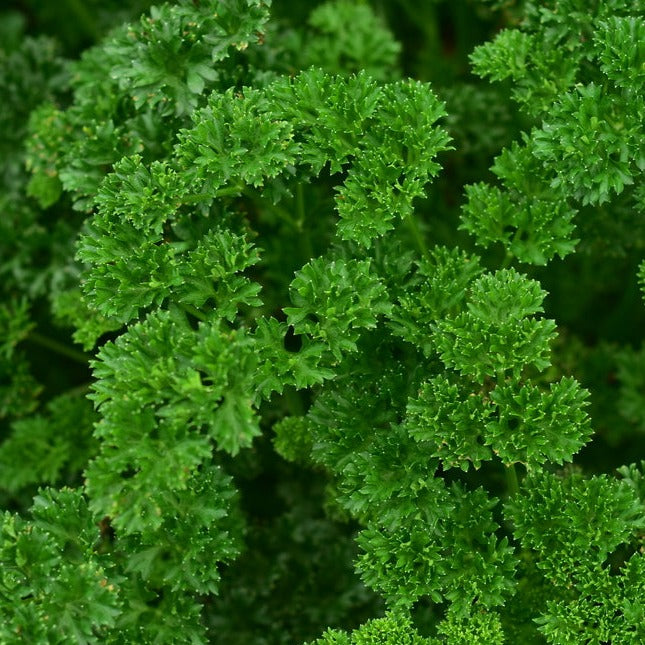 Parsley Triple Curled Herb | X 200 Seeds