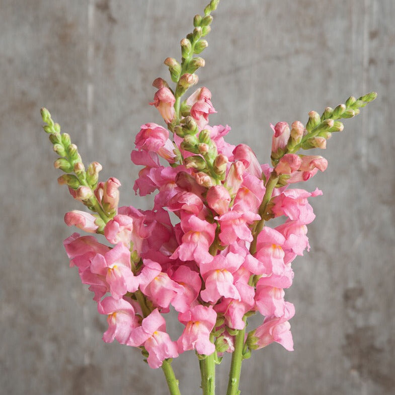 Snapdragon Pink Potomac Early Flower