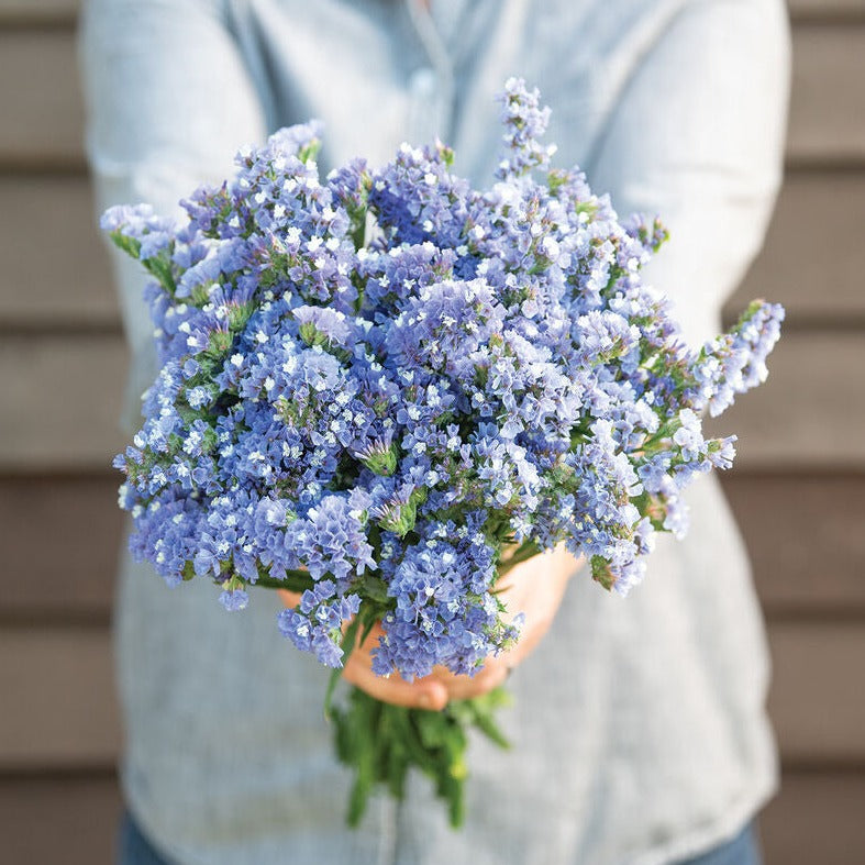 Statice Heavenly Pastel Blue Flower