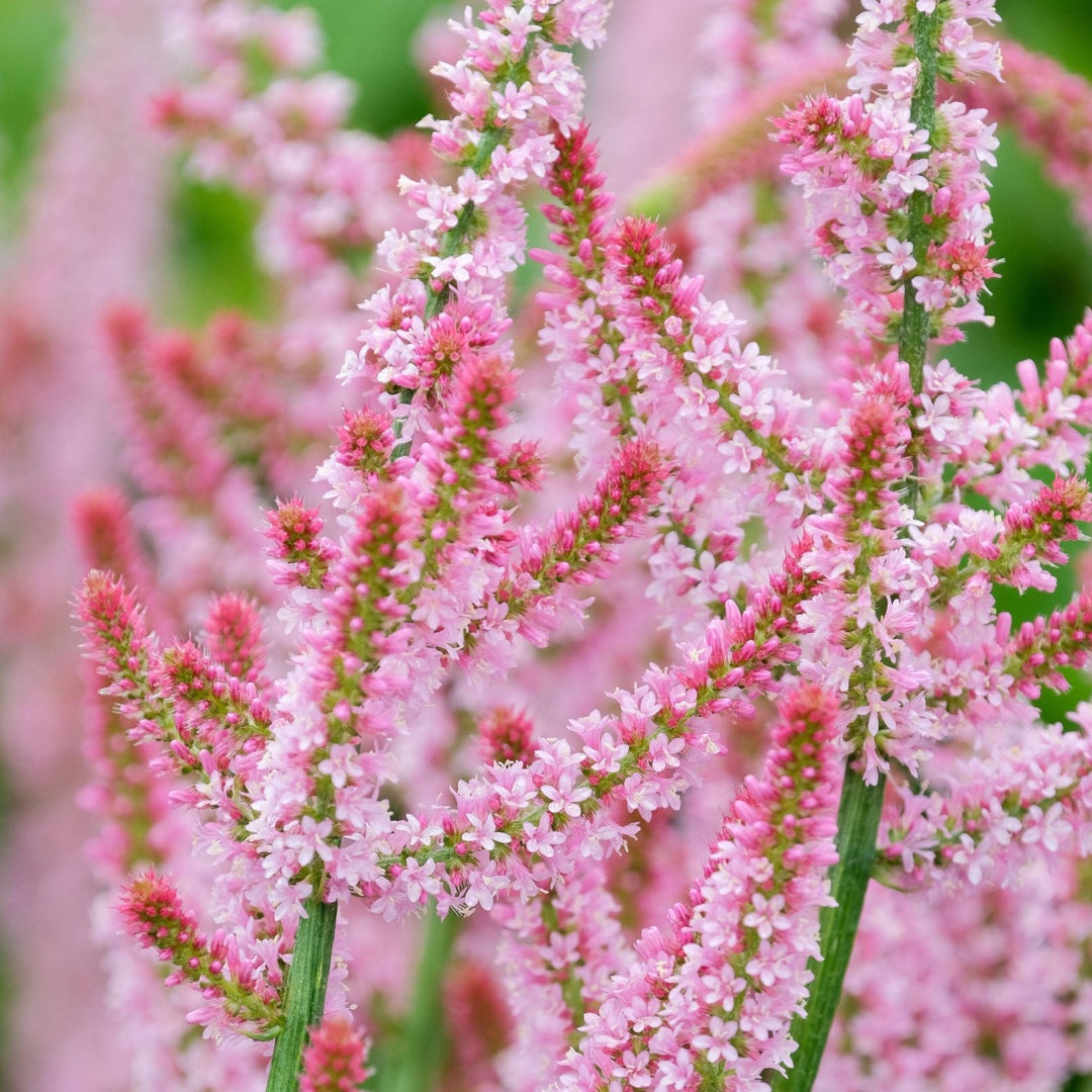 Statice Russian Rat's Tail Flower Seeds