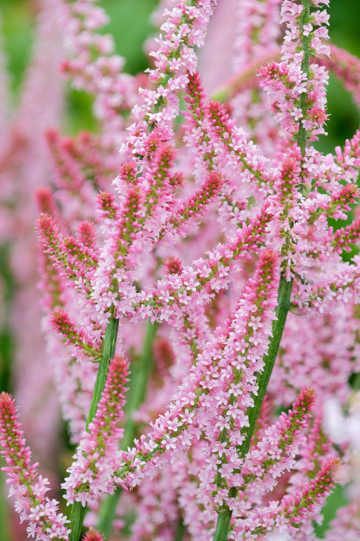 Statice Russian Rat's Tail Flower Seeds