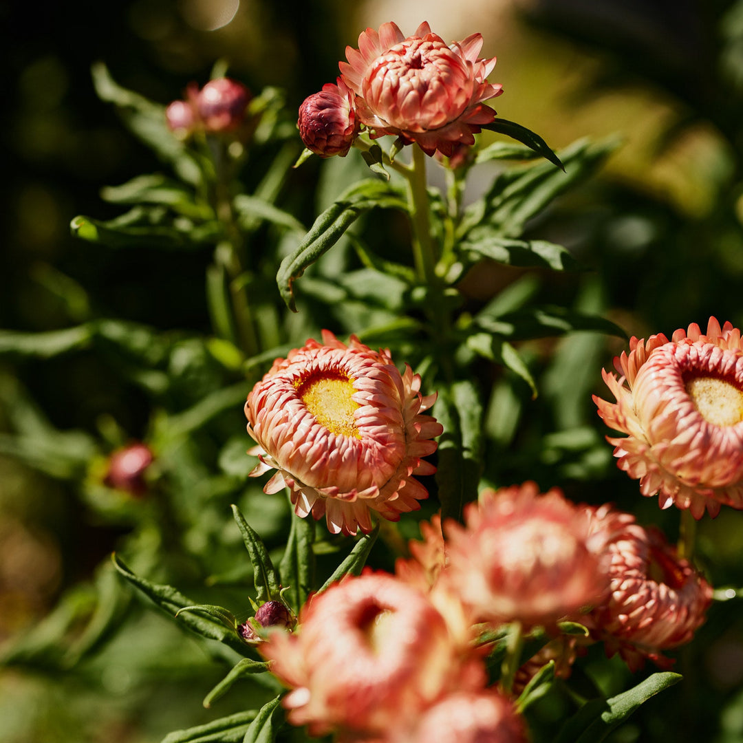 Everlasting Strawflower Apricot + Peach