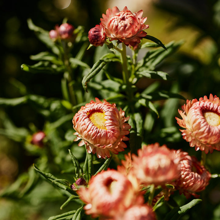 Everlasting Strawflower Apricot + Peach