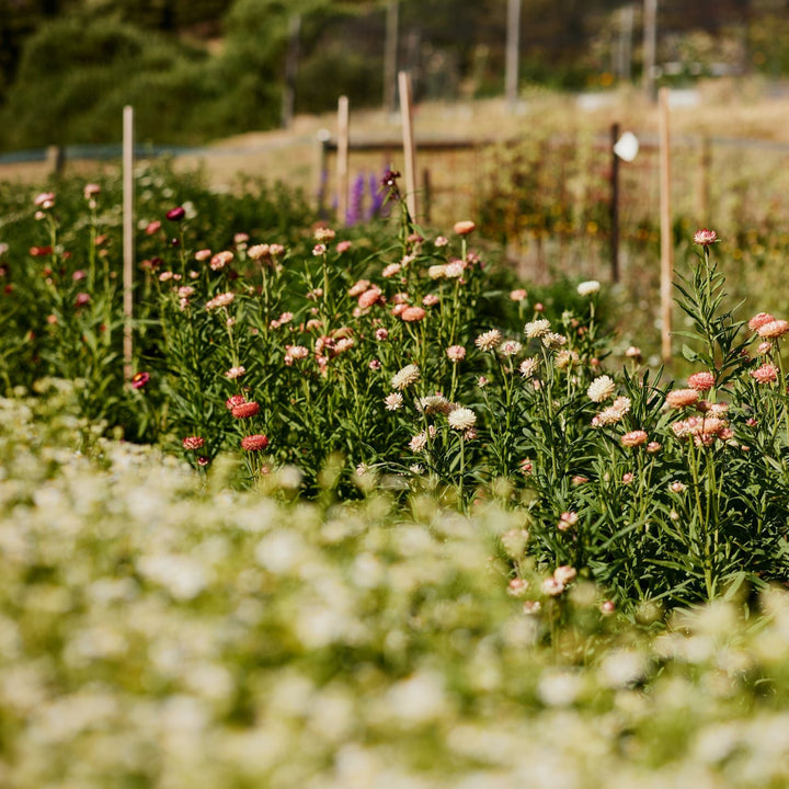 Everlasting Strawflower Apricot + Peach
