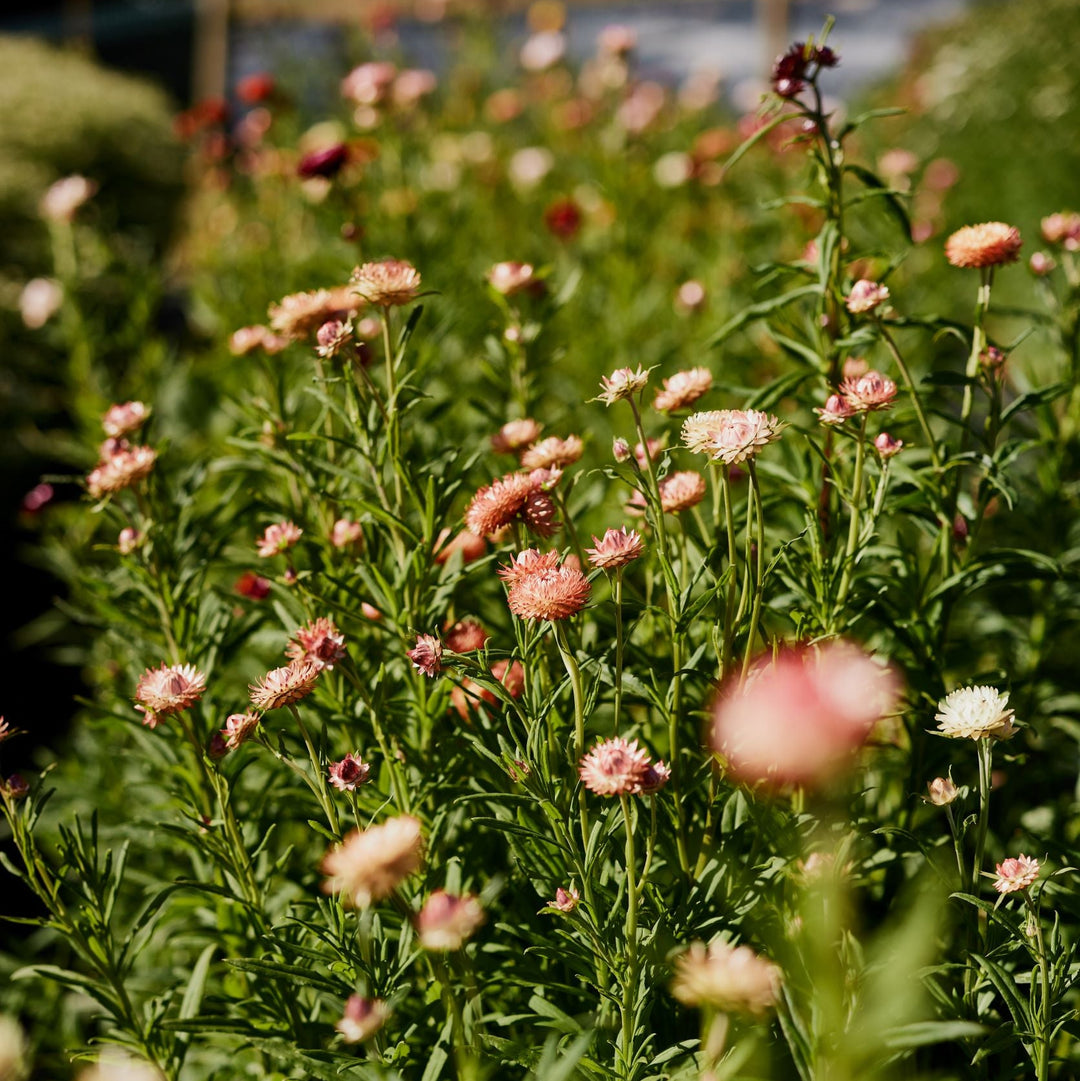 Everlasting Strawflower Apricot + Peach