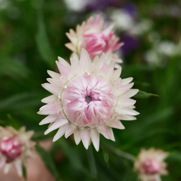 Everlasting Strawflower Silvery Rose