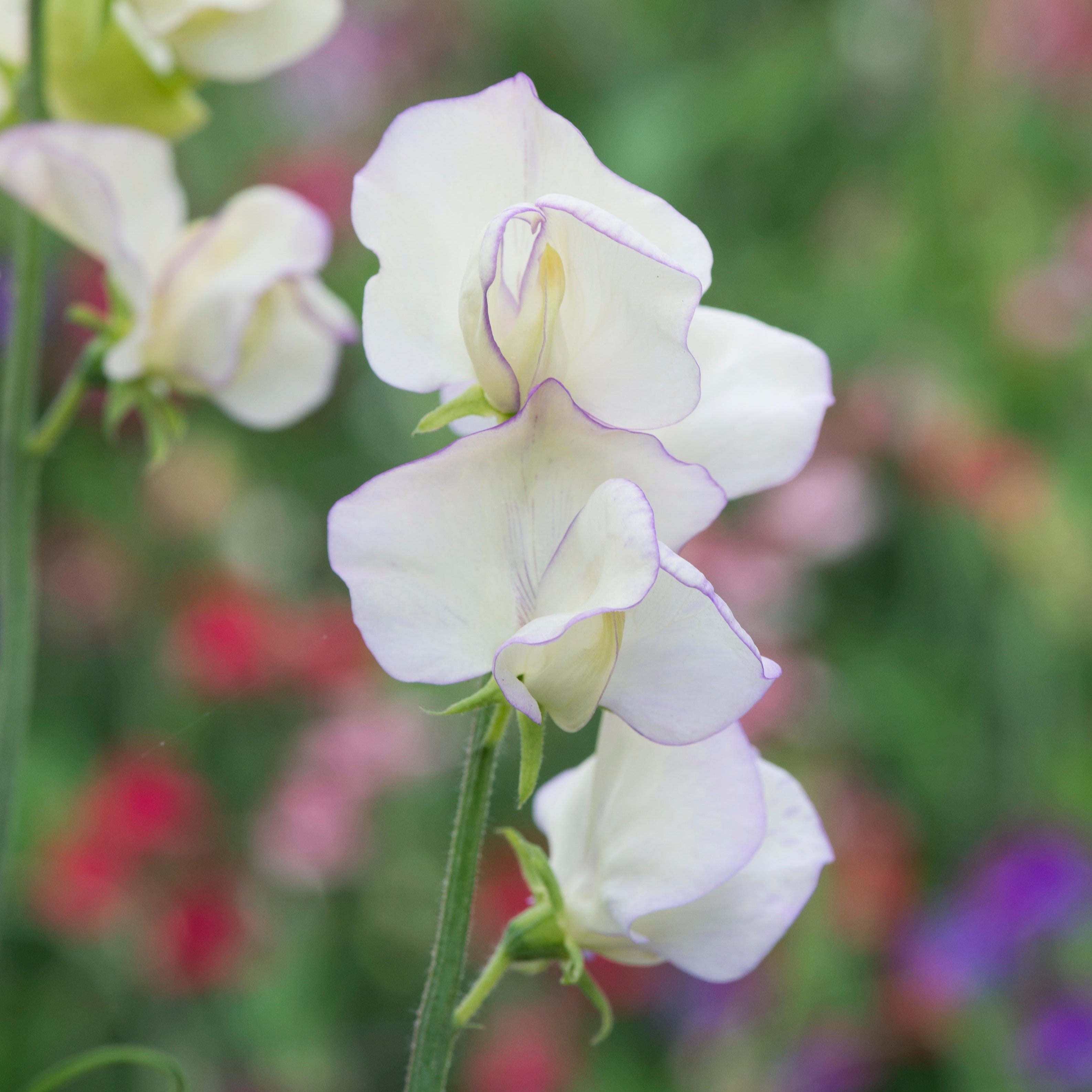 Sweet Pea High Scent Flower X 15 Seeds Veggie & Flower Garden Seeds