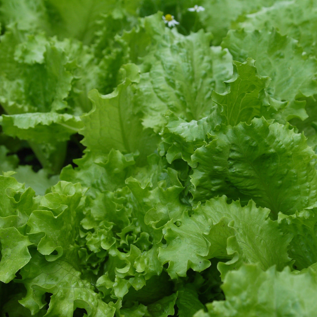 Lettuce Australian Yellow Leaf