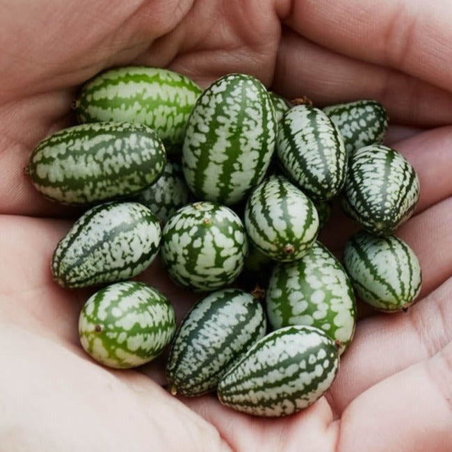 Cucamelon Mouse Melon Vegetable | X 20 Seeds (Not to WA)