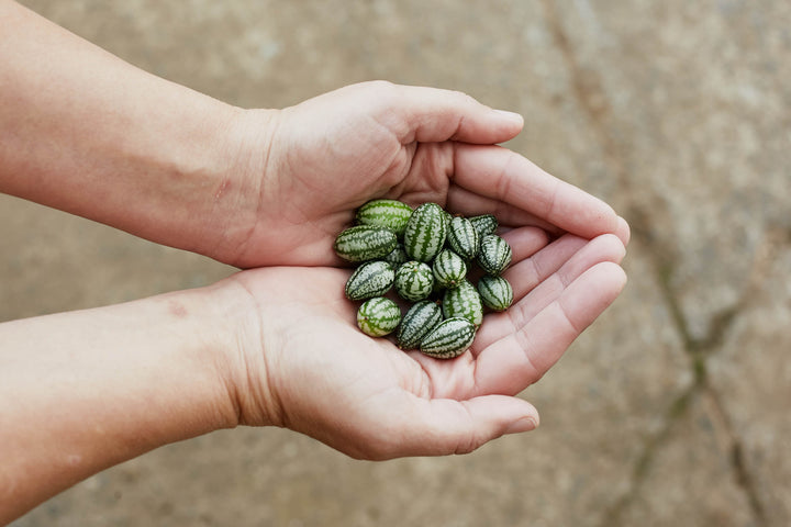 Cucamelon Mouse Melon Vegetable | X 20 Seeds (Not to WA)