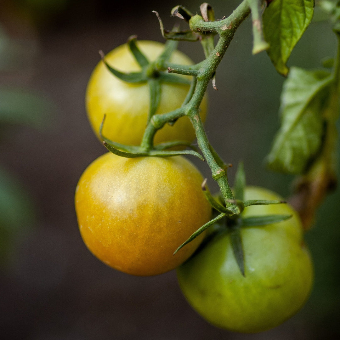 Tomato Yellow Cherry Honey Bee