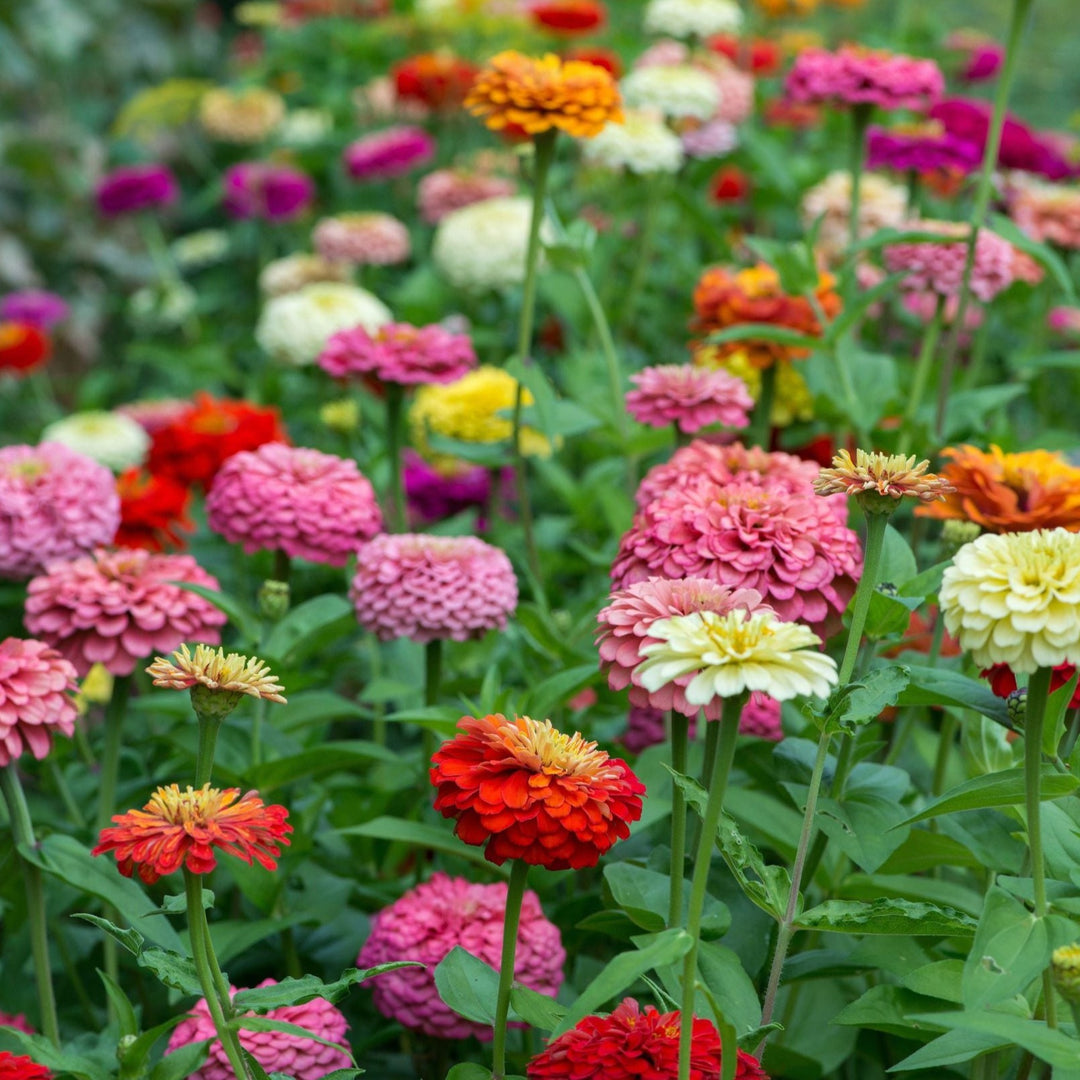 Zinnia State Fair Mix Flower