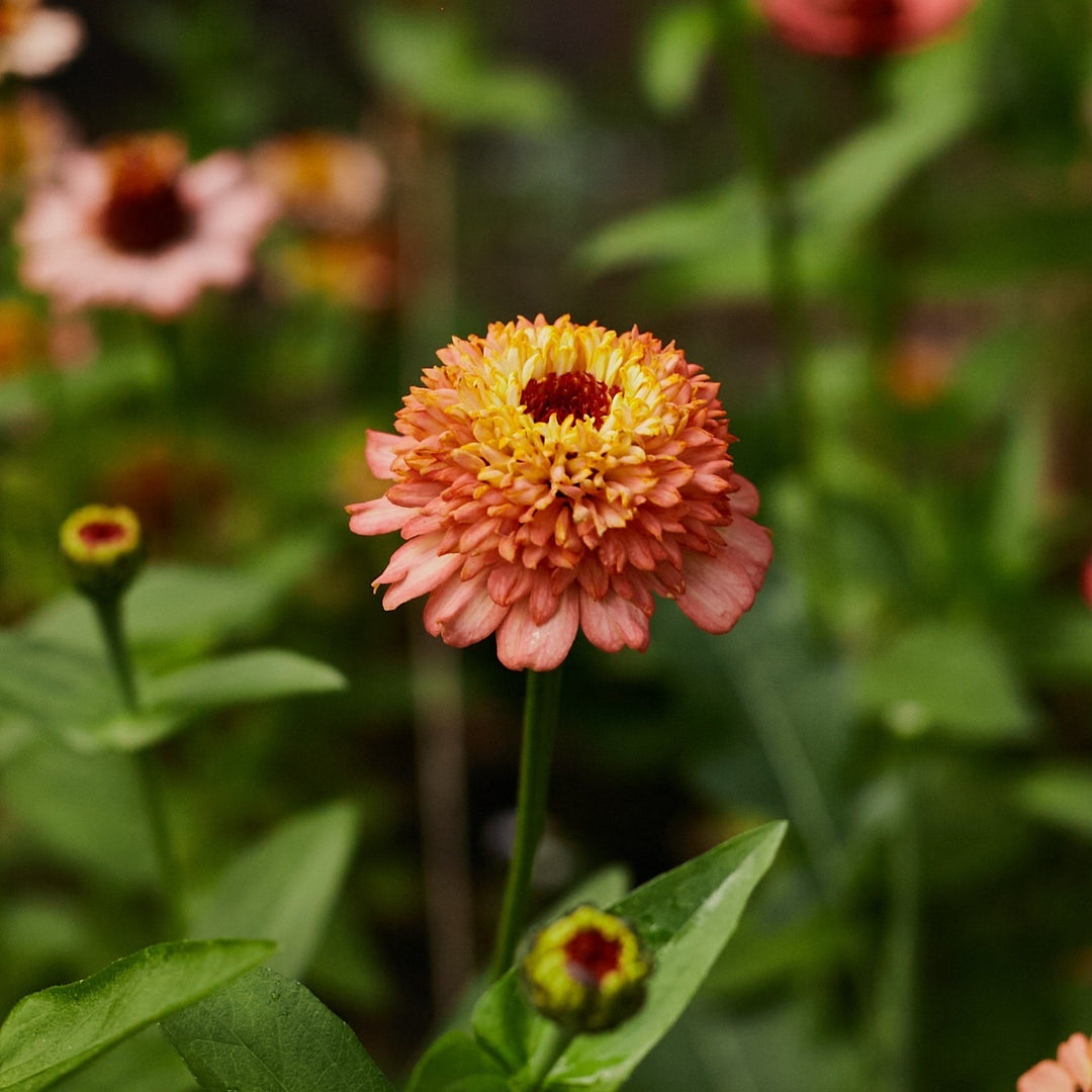 Zinnia Elegans Cresto Peachy Pink Flower