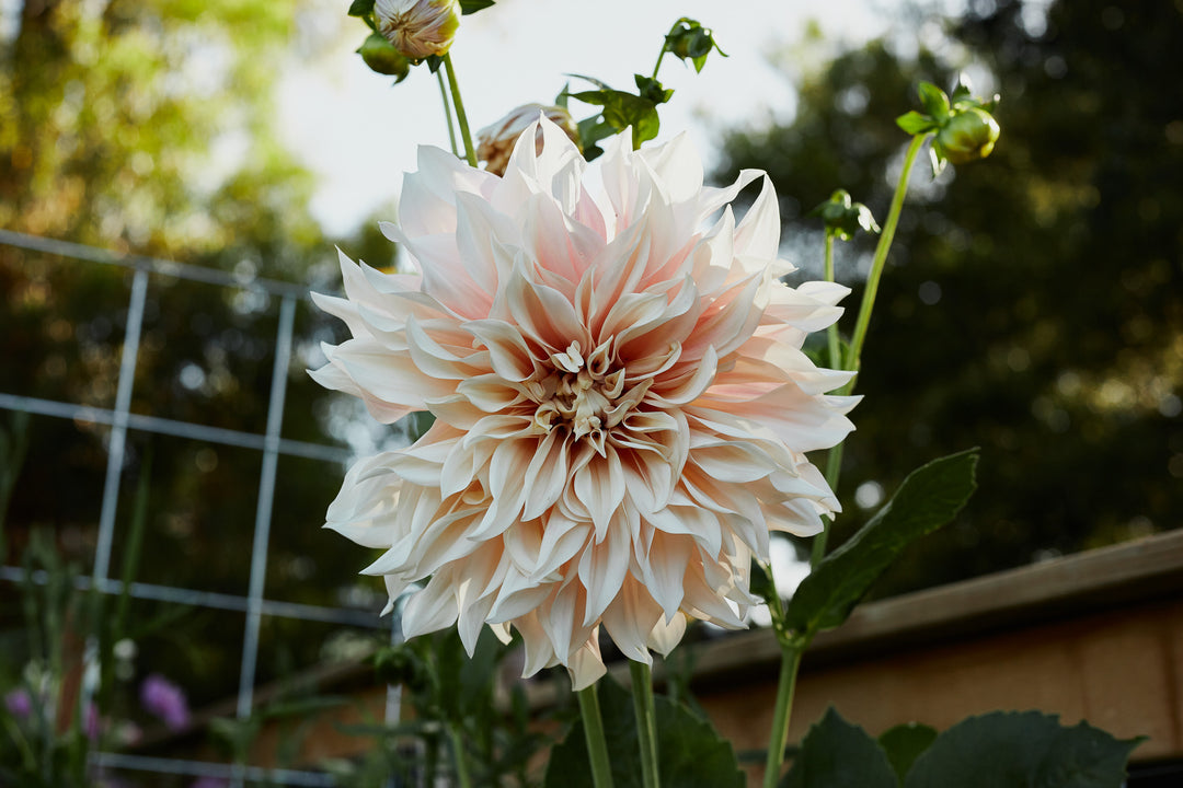 How to divide and store dahlia tubers with Kate from Clifton Blooms Flower Farm