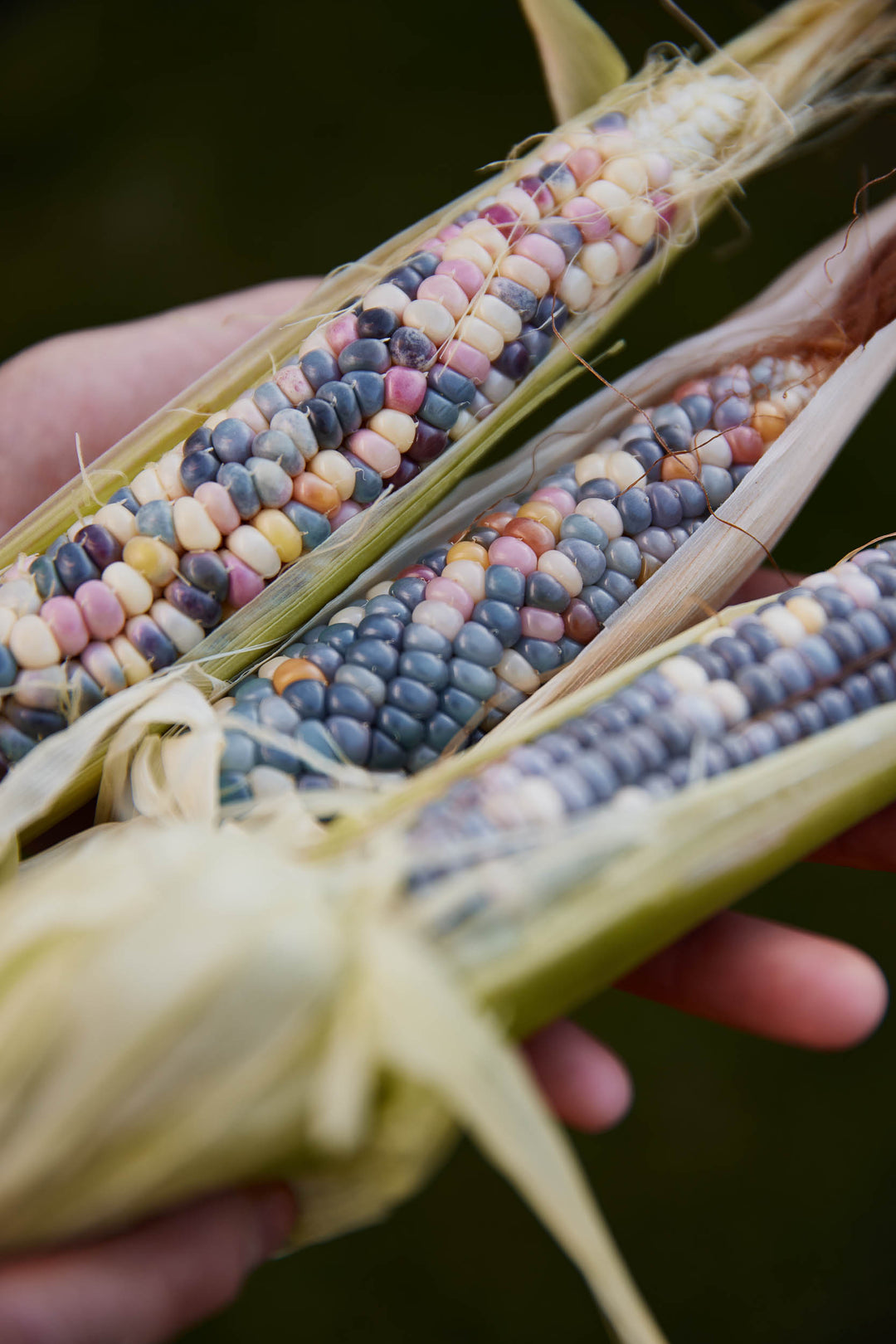 How To Grow Glass Gem Rainbow Corn