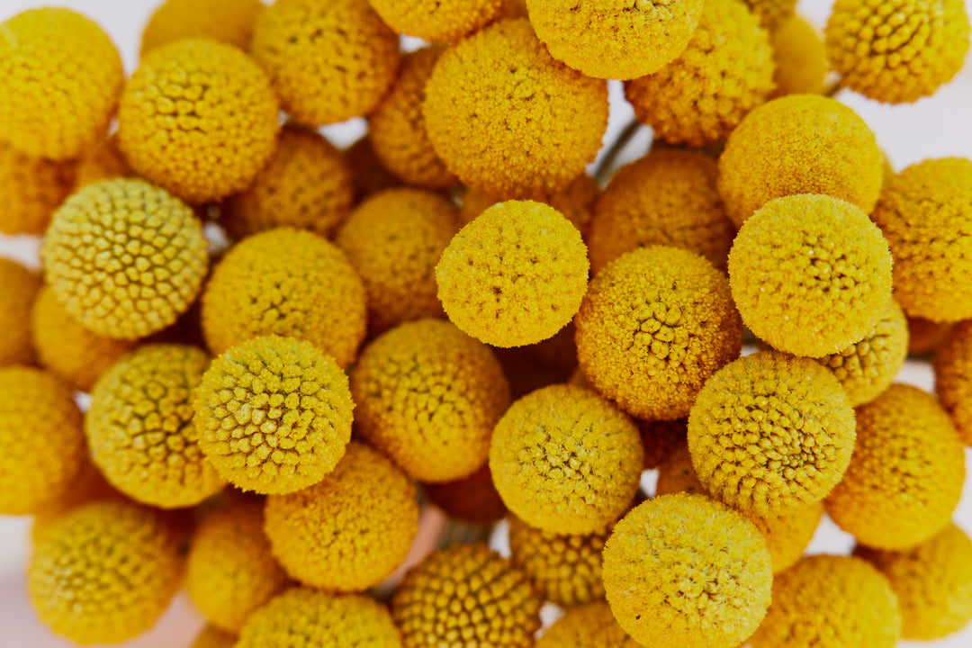 How To Grow Billy Buttons, An Australian Native Wildflower From Seed