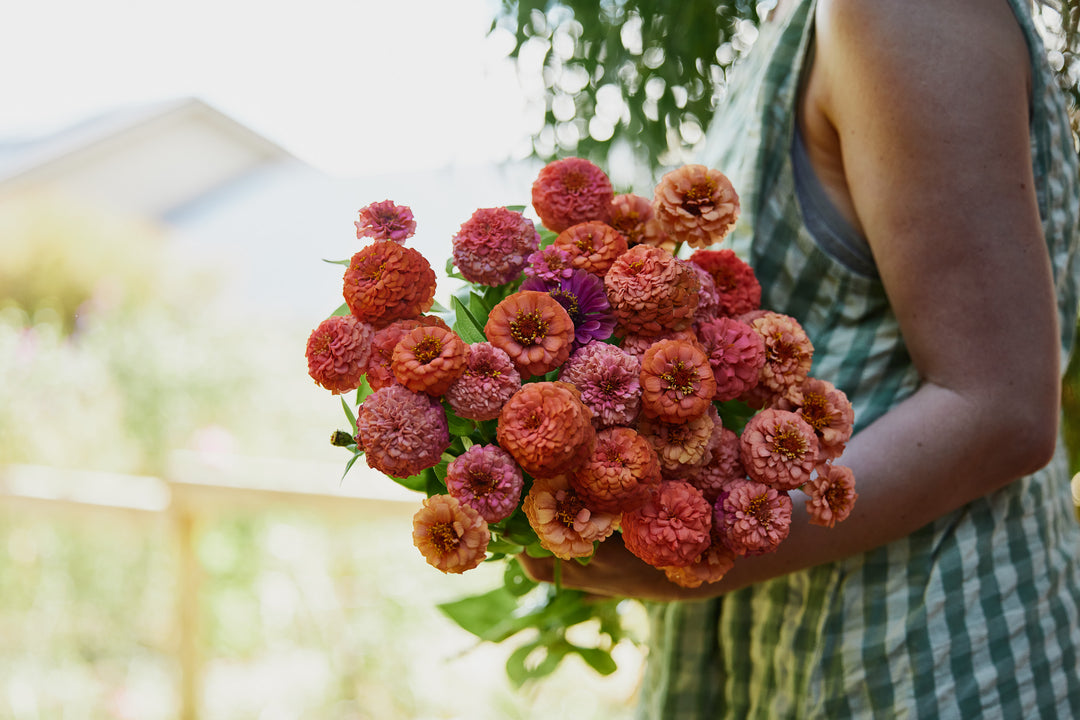 How to grow great Zinnia Flowers from seed in your backyard