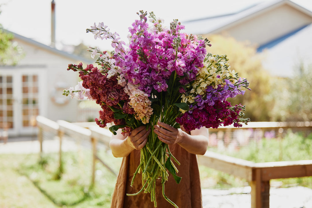 How To Grow Stock Flowers From Seed & How To Select For Double Flowers