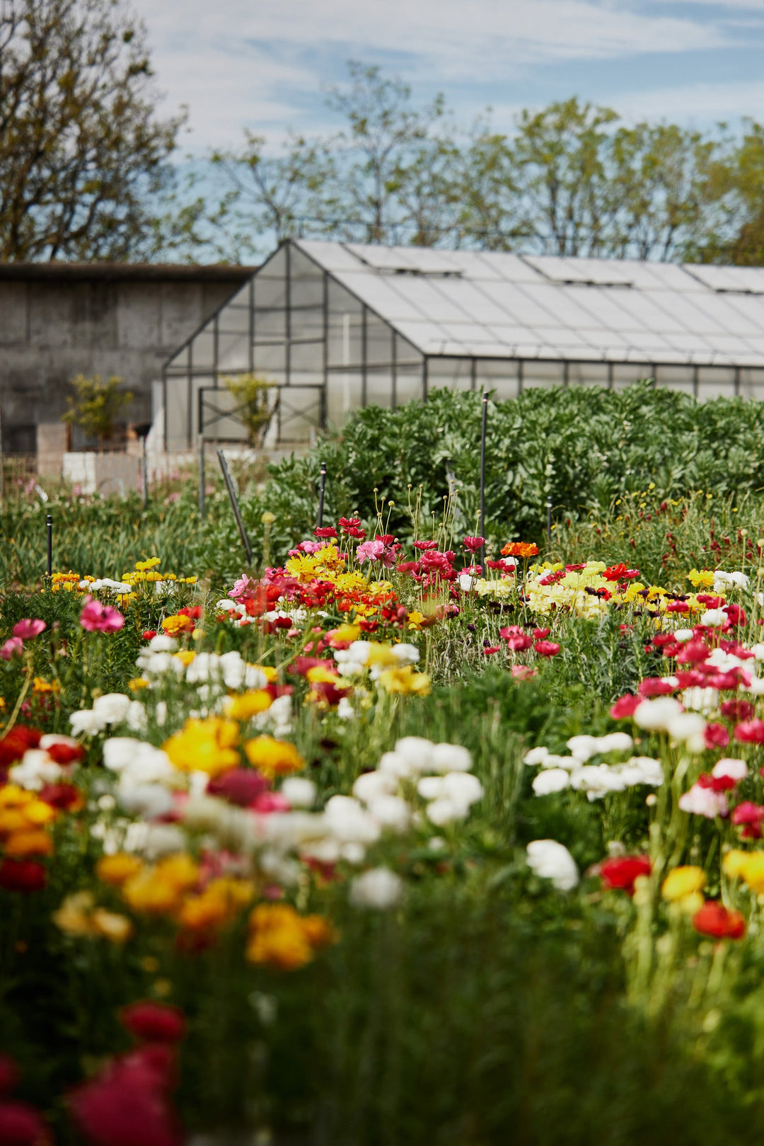 How To Grow Ranunculus Flowers From Seed