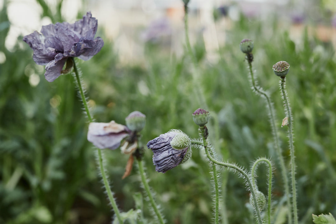 RHS Chelsea Flower Show Trends 2025