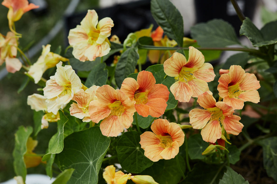 How To Grow Nasturtium Flowers From Seed