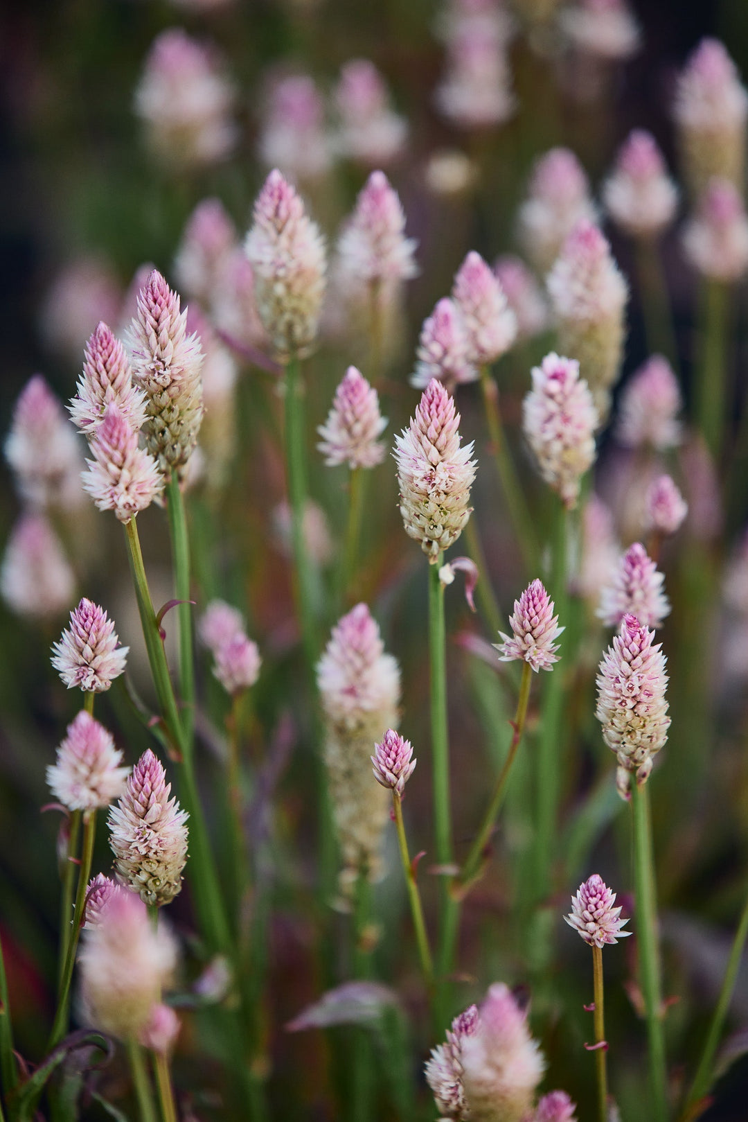 How To Grow Celosia Flowers From Seed