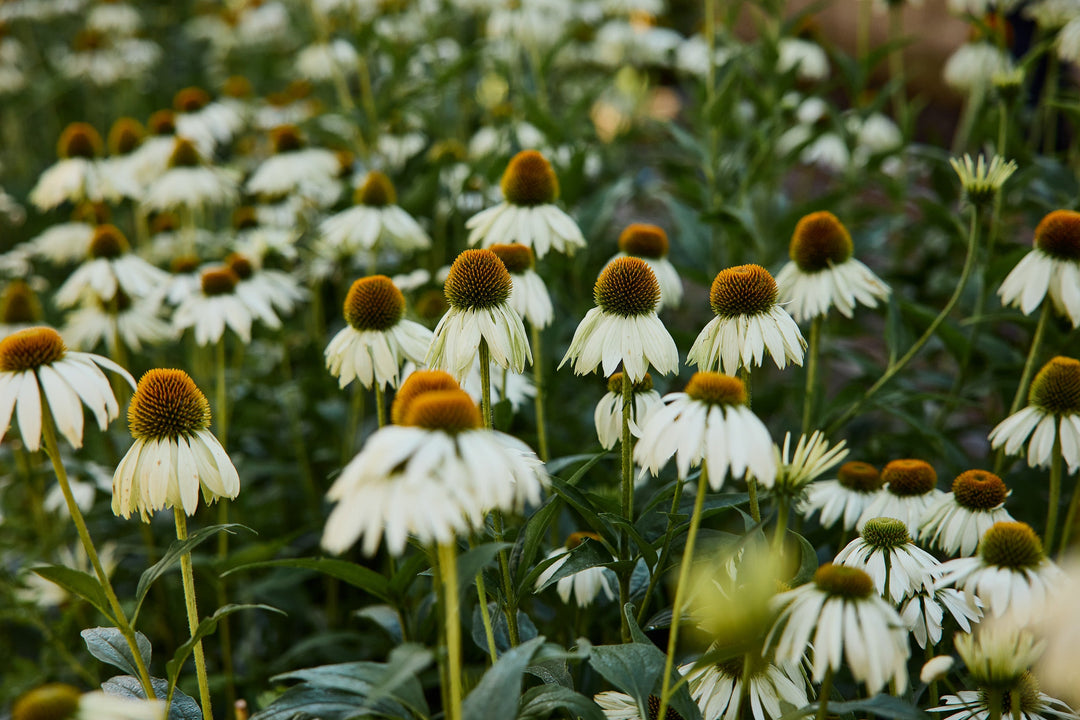 How To Grow Echinacea Flowers From Seed