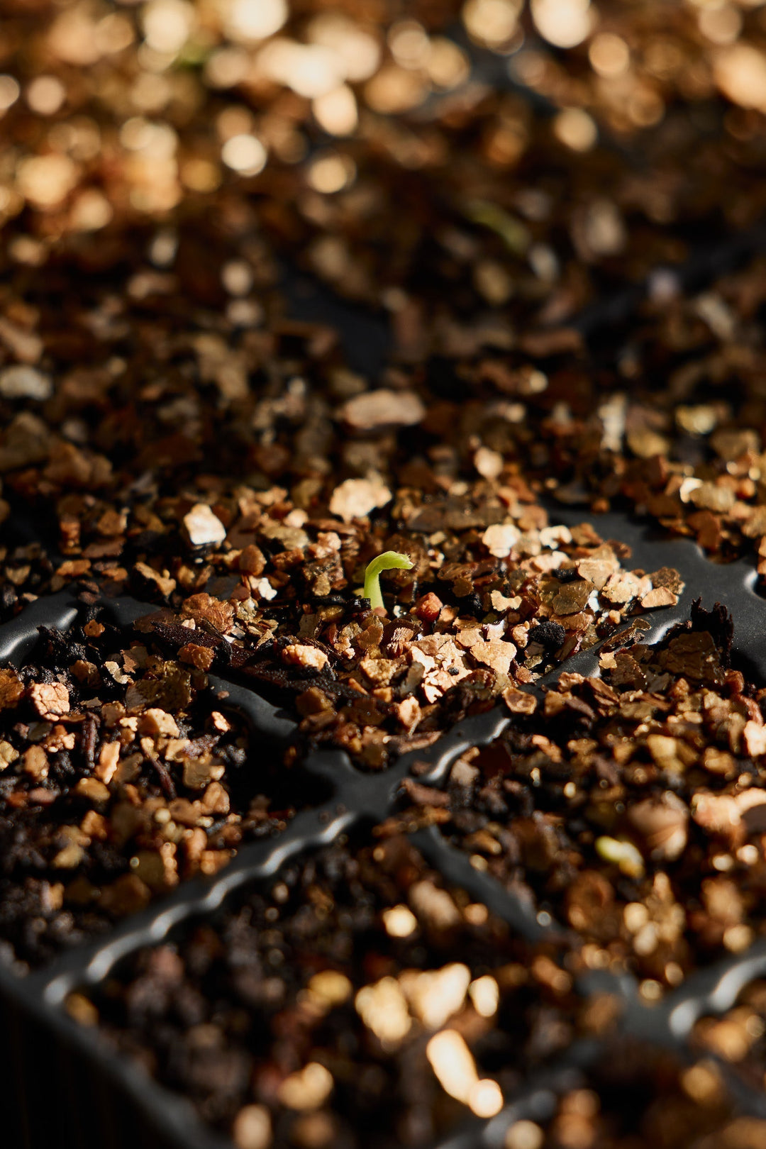 10 Spring Sowing Tips