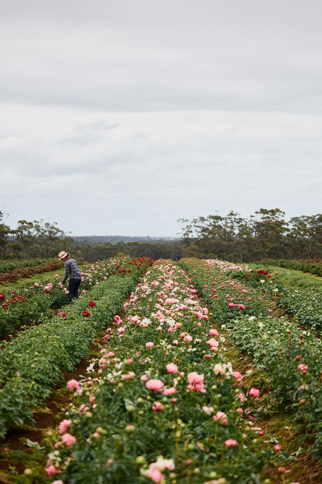 Gateforth Peony Visit