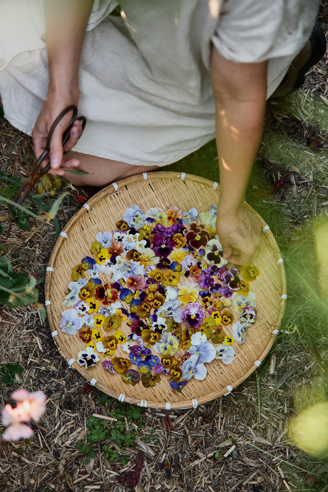 How To Grow Viola Flowers From Seed