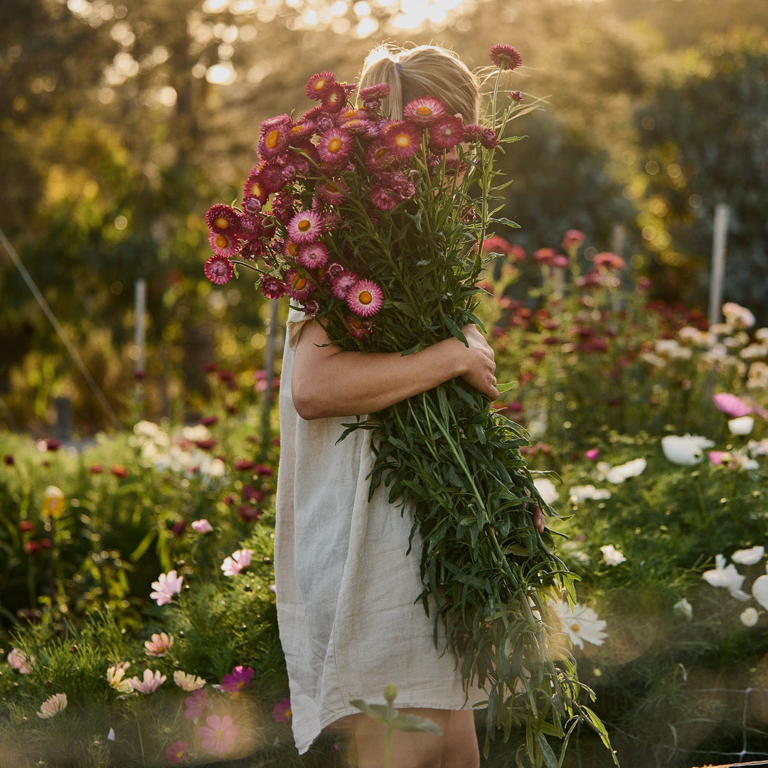 How To Grow Strawflowers From Seed